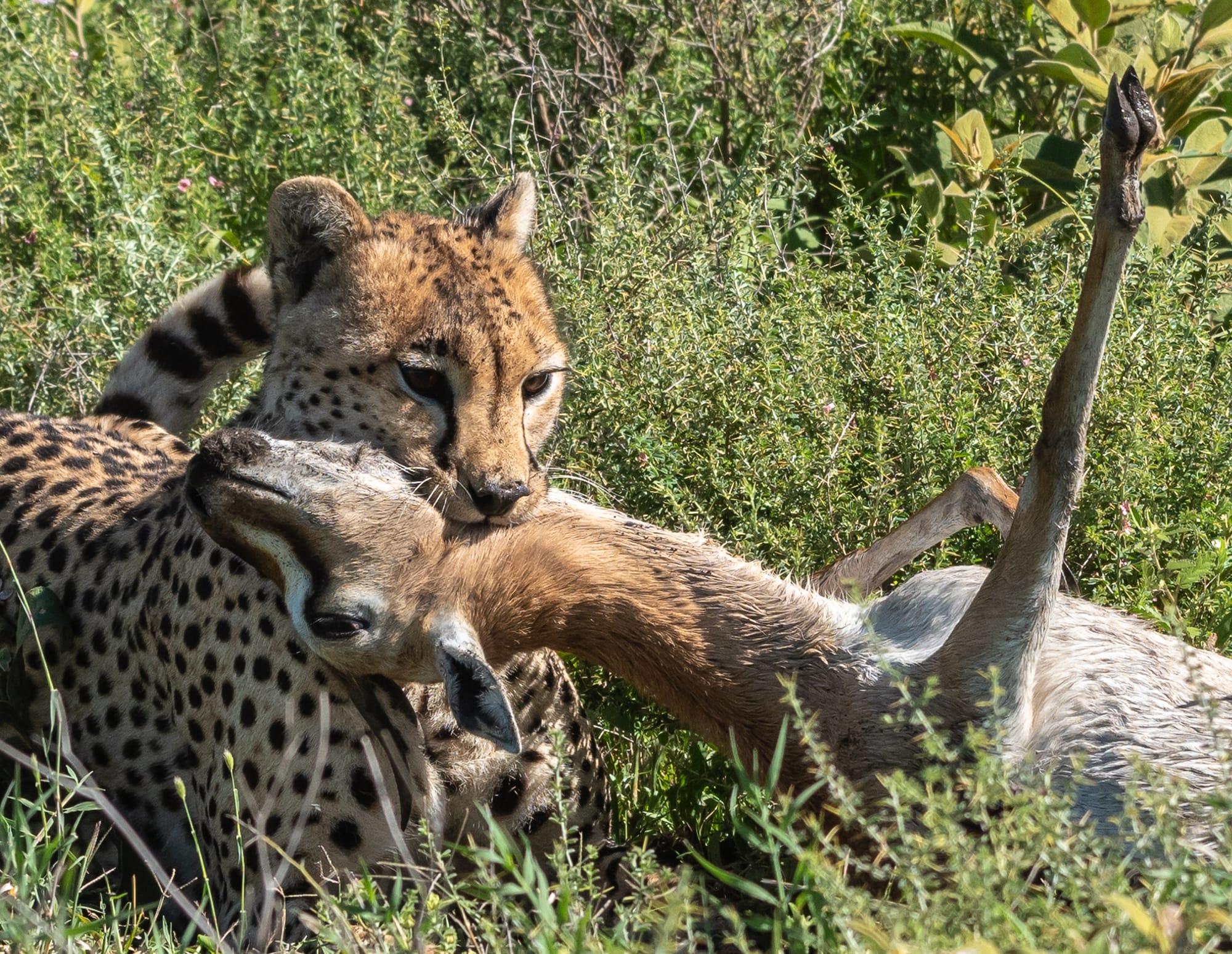 יונקים וחיות אחרות, מהארץ והעולם