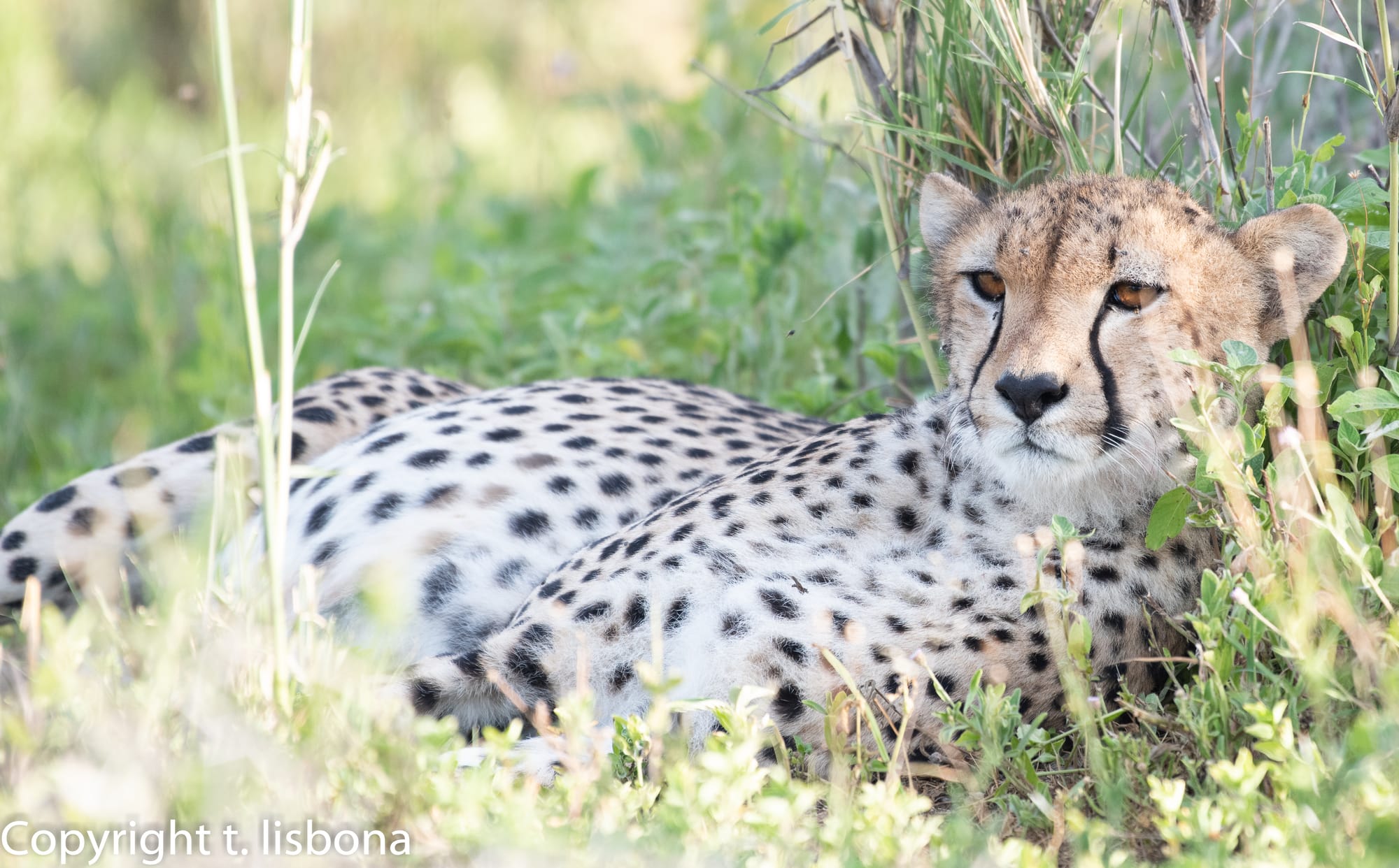 יונקים וחיות אחרות, מהארץ והעולם