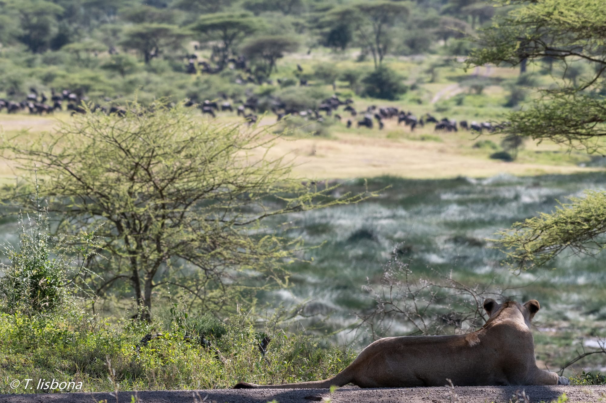 יונקים וחיות אחרות, מהארץ והעולם