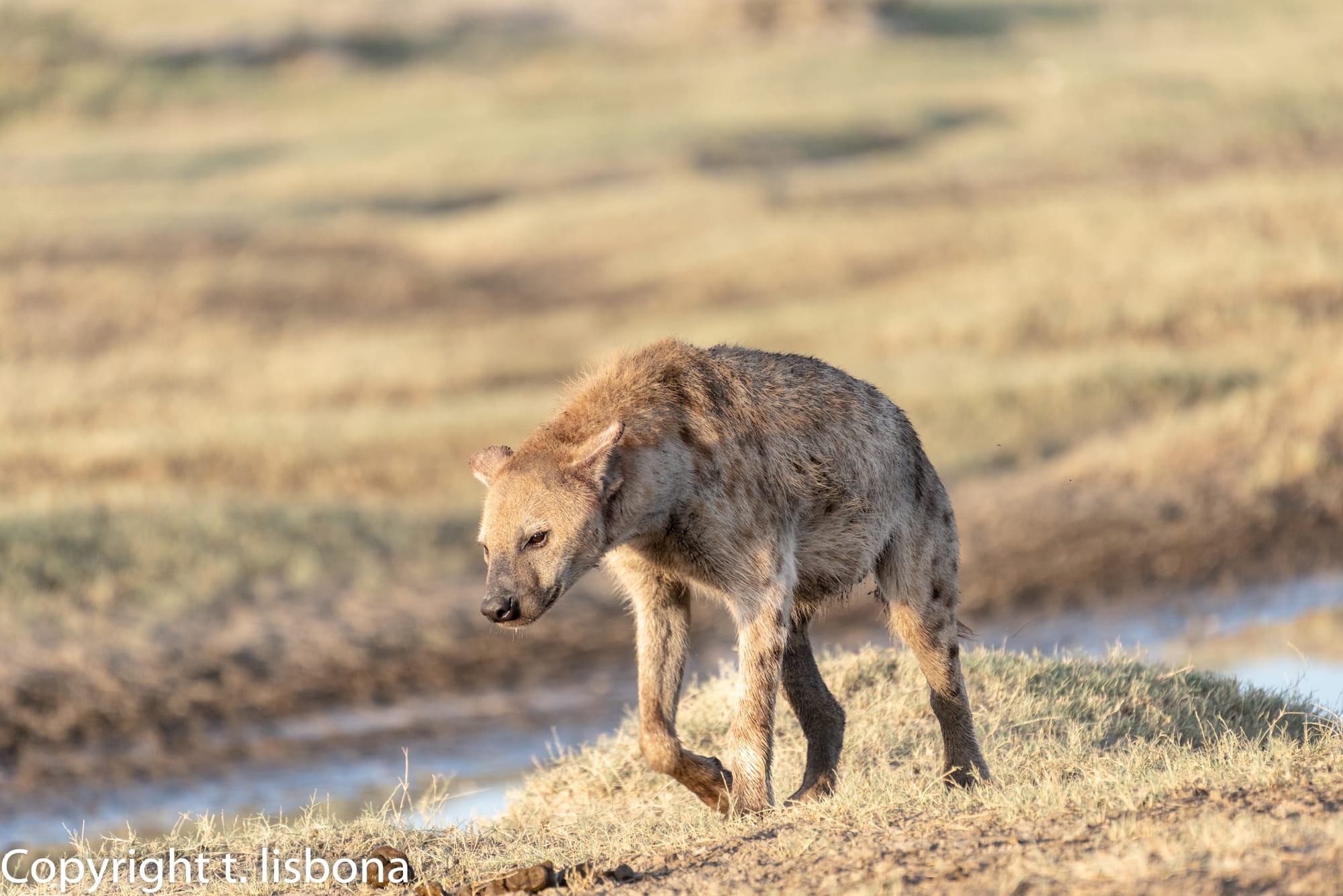 יונקים וחיות אחרות, מהארץ והעולם
