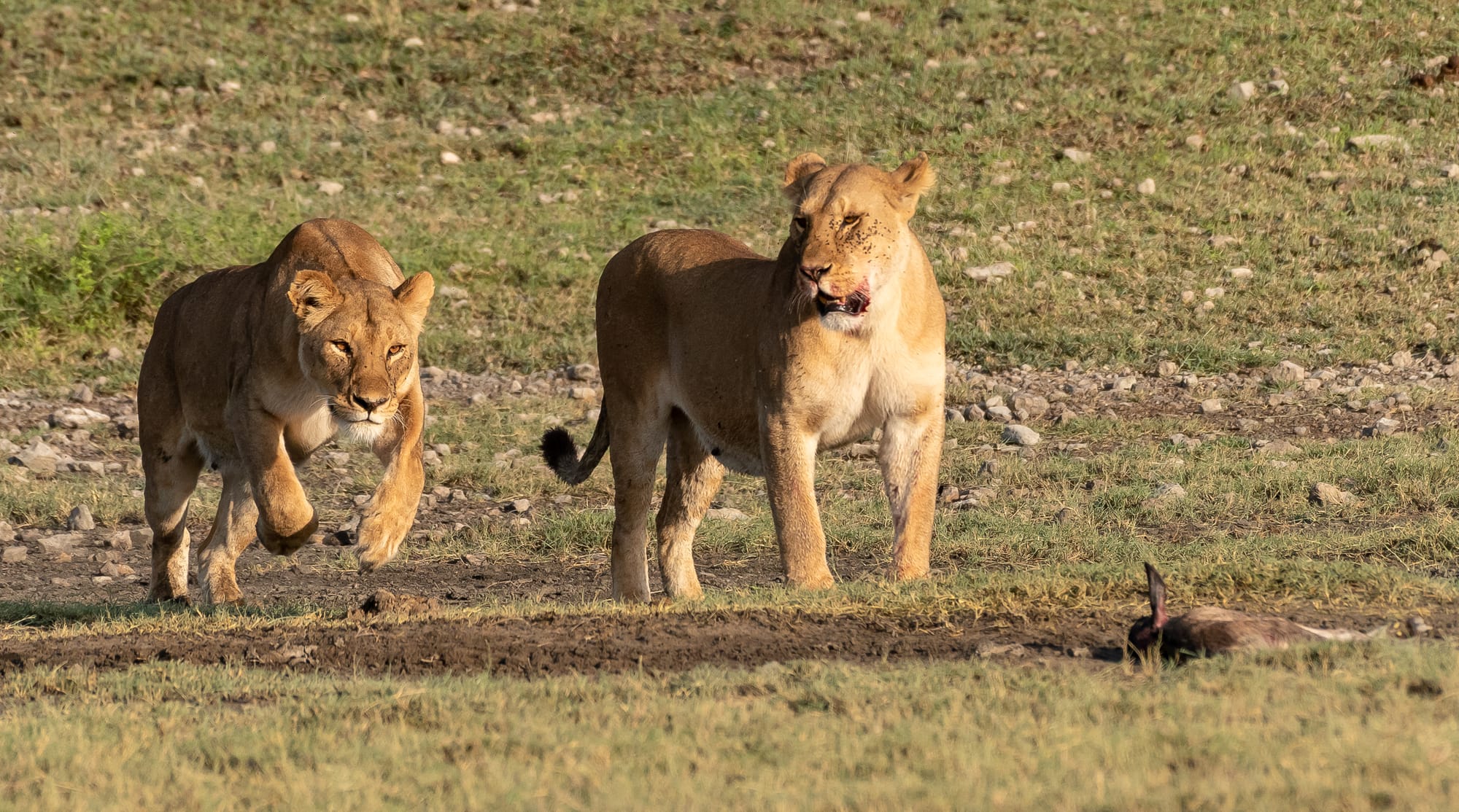 יונקים וחיות אחרות, מהארץ והעולם