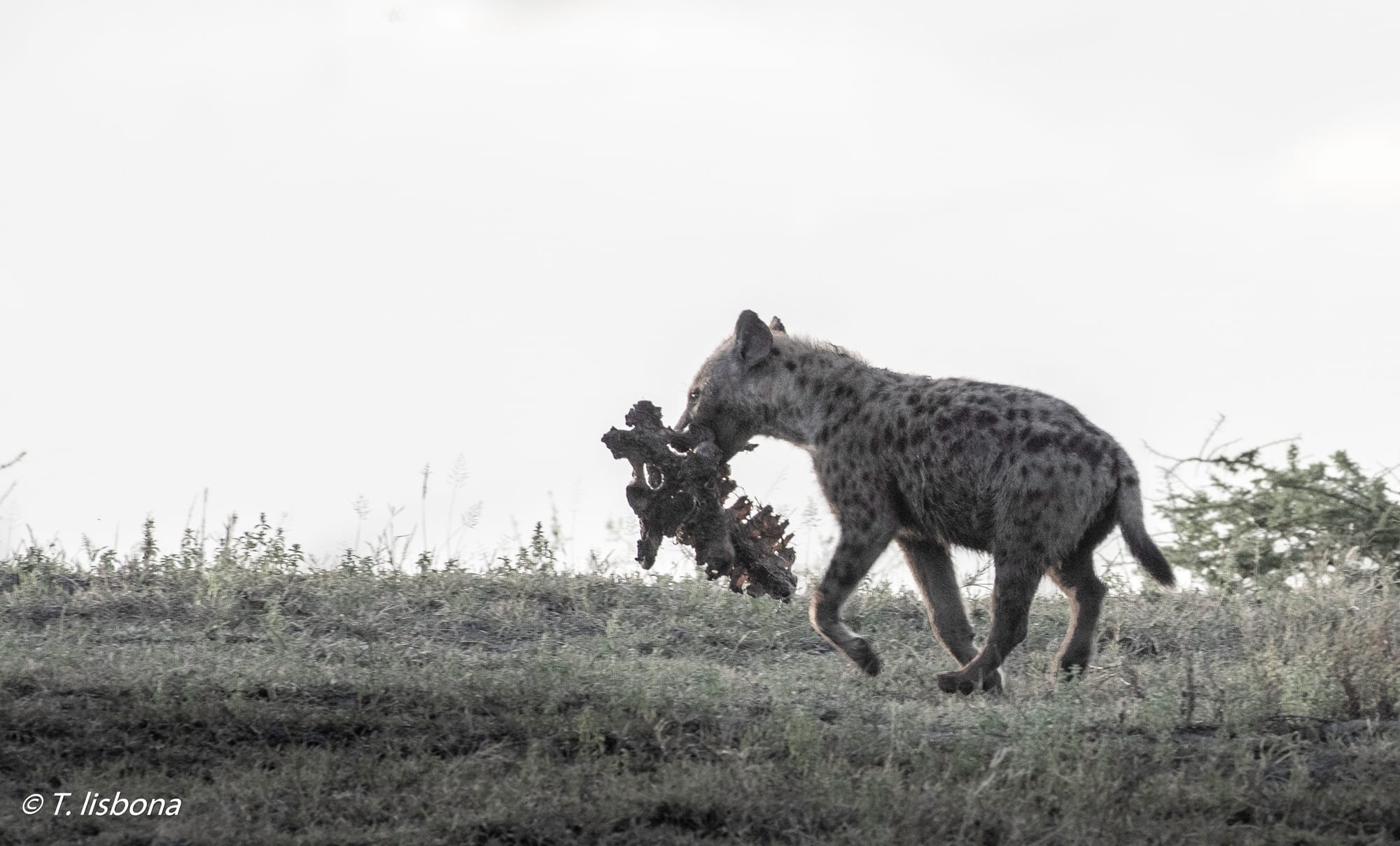 יונקים וחיות אחרות, מהארץ והעולם