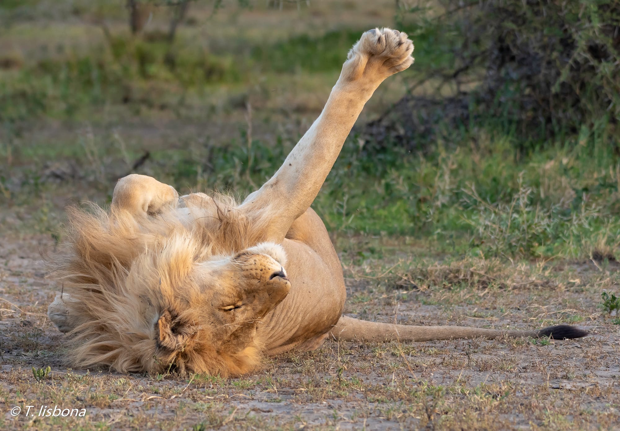 יונקים וחיות אחרות, מהארץ והעולם
