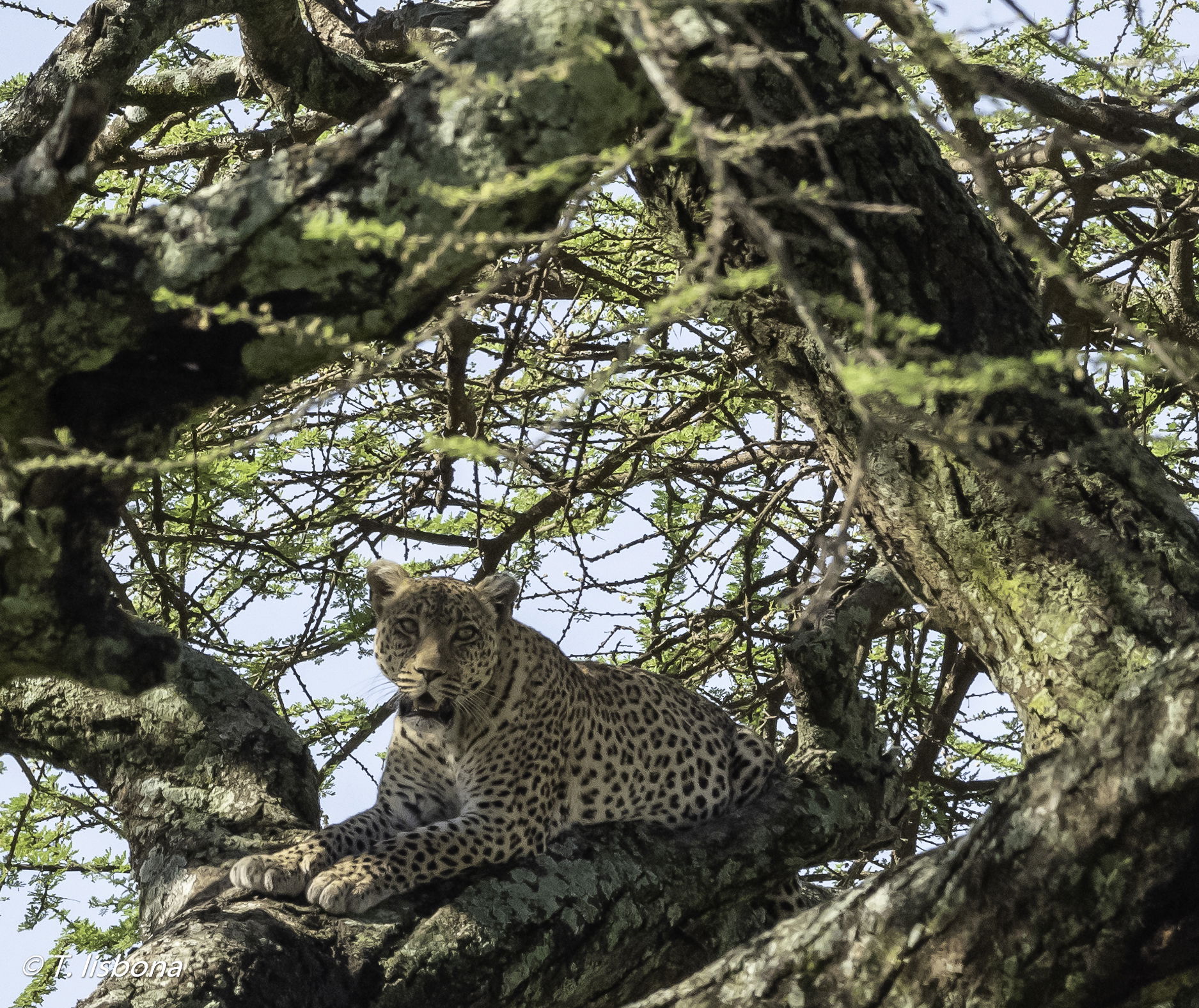 יונקים וחיות אחרות, מהארץ והעולם