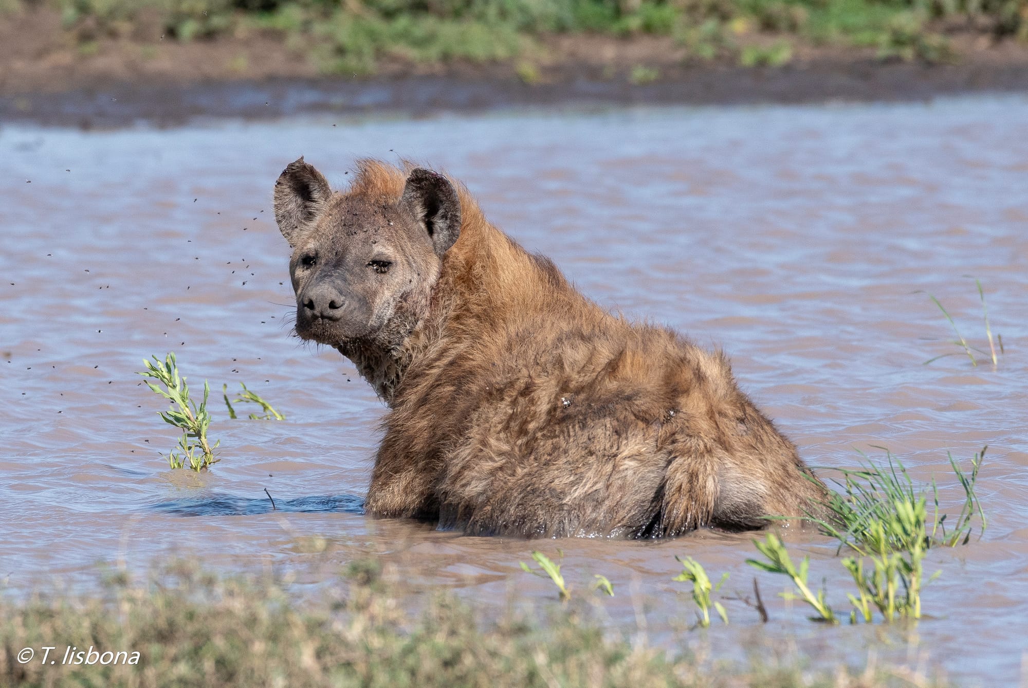 יונקים וחיות אחרות, מהארץ והעולם