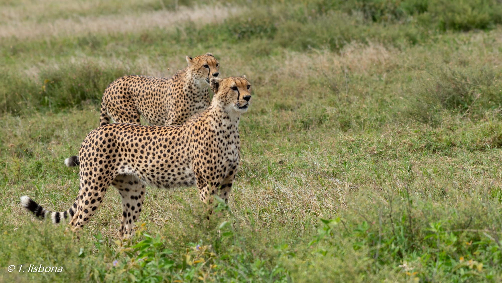 יונקים וחיות אחרות, מהארץ והעולם