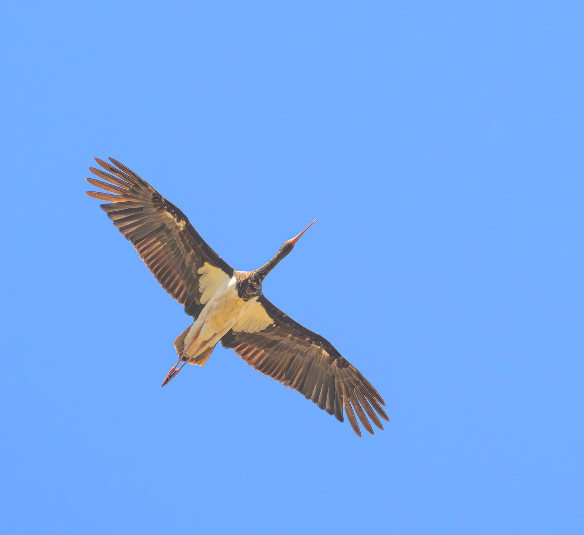 מתאימות להדפסה בגדלים שונים. נא להתייעץ לפני הקנייה. 