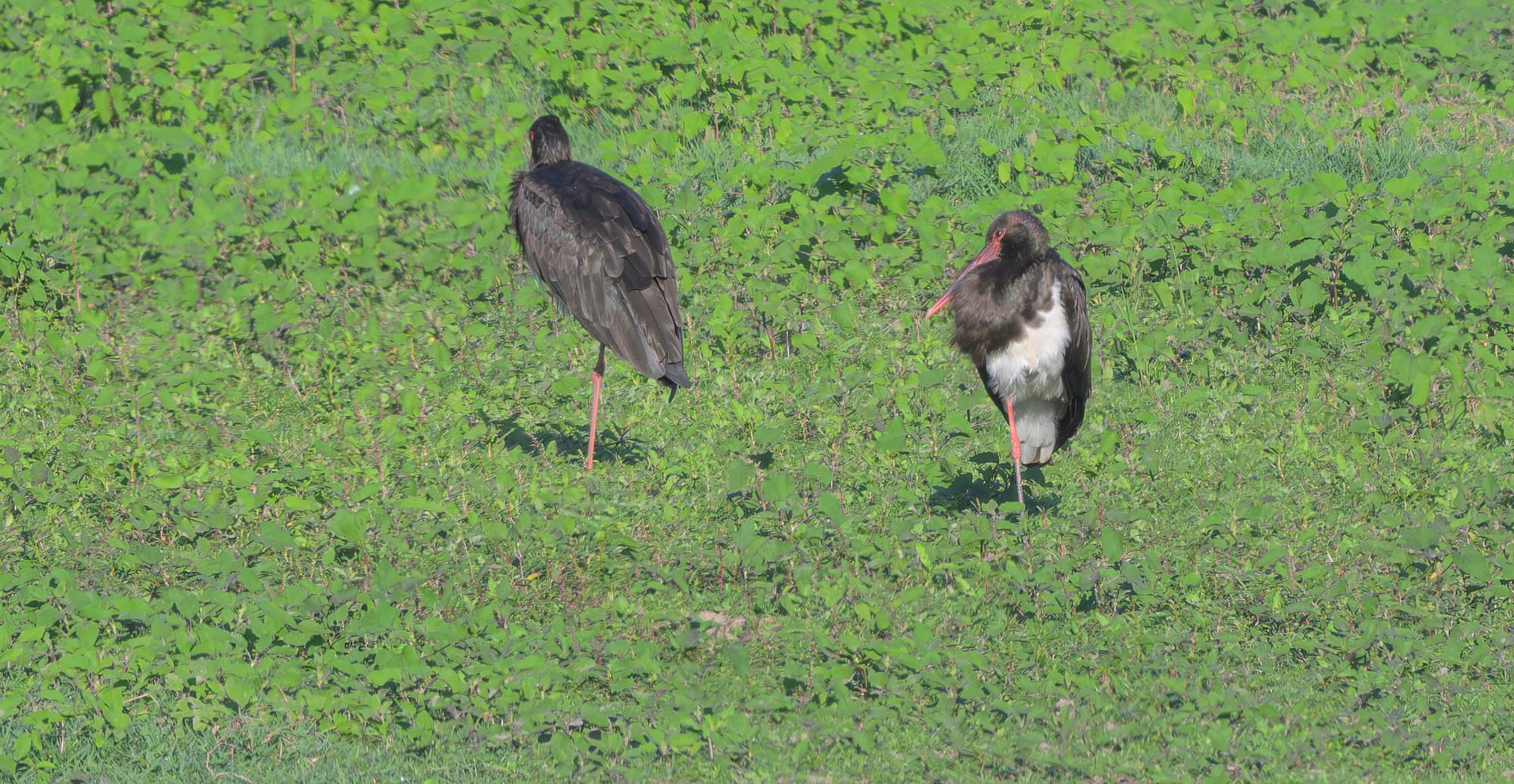 מתאימות להדפסה בגדלים שונים. נא להתייעץ לפני הקנייה. 