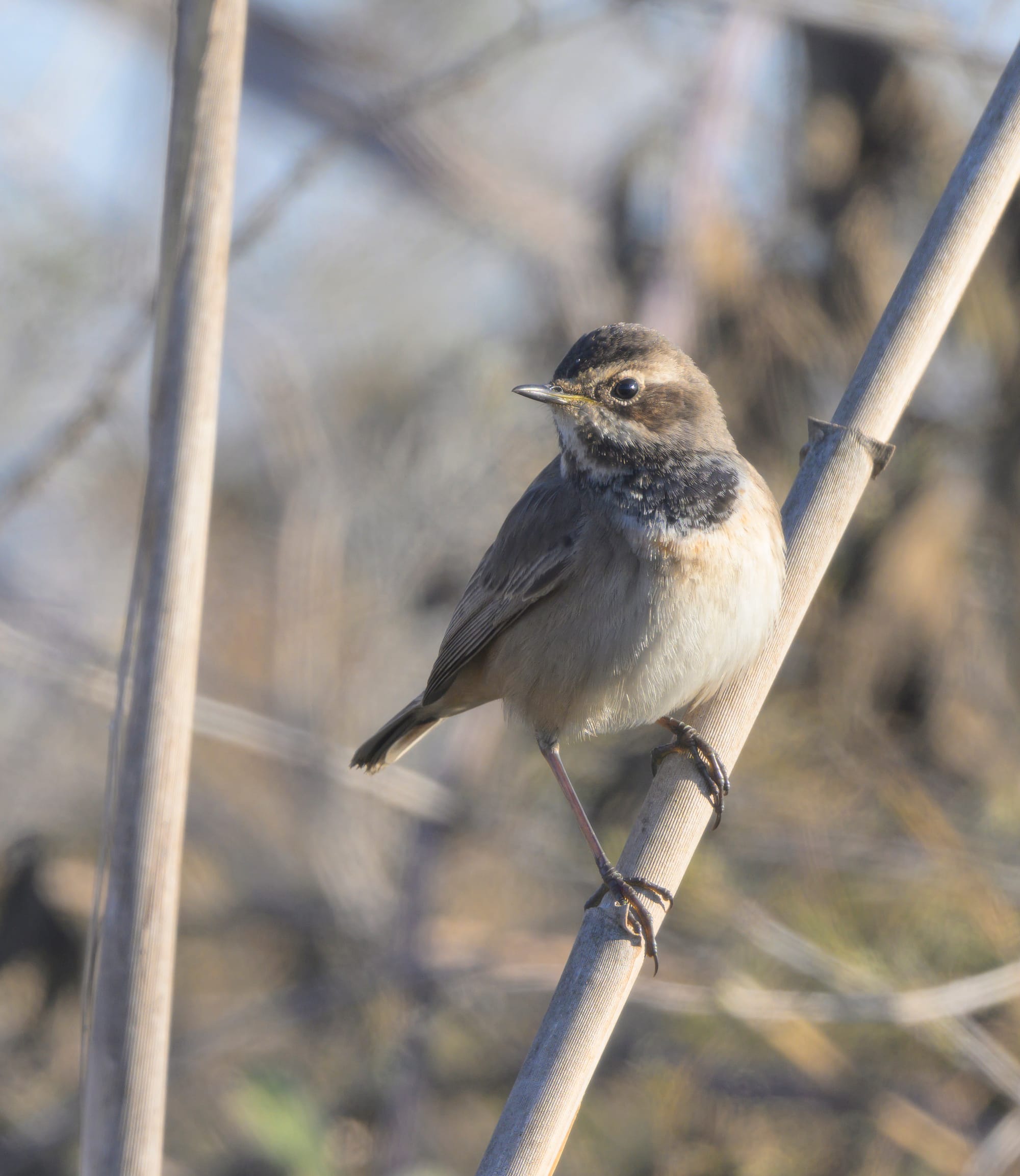 מתאימות להדפסה בגדלים שונים. נא להתייעץ לפני הקנייה. 
