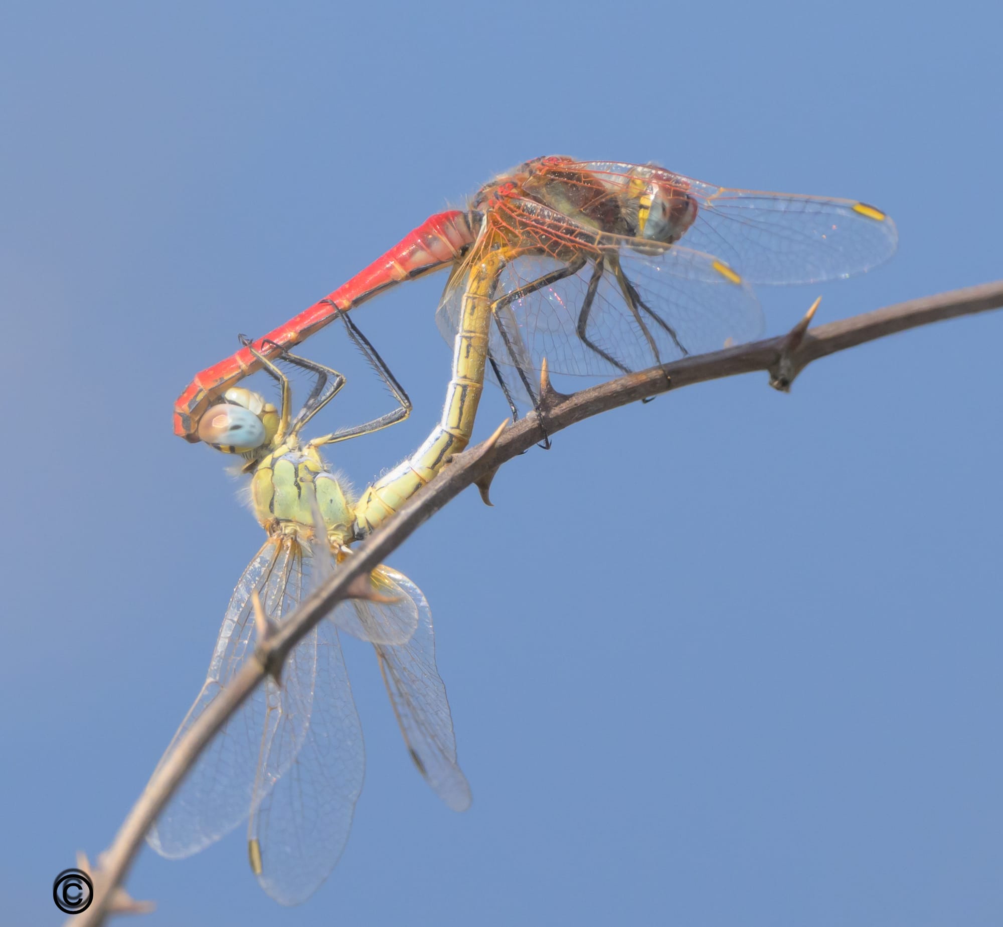 יונקים וחיות אחרות, מהארץ והעולם