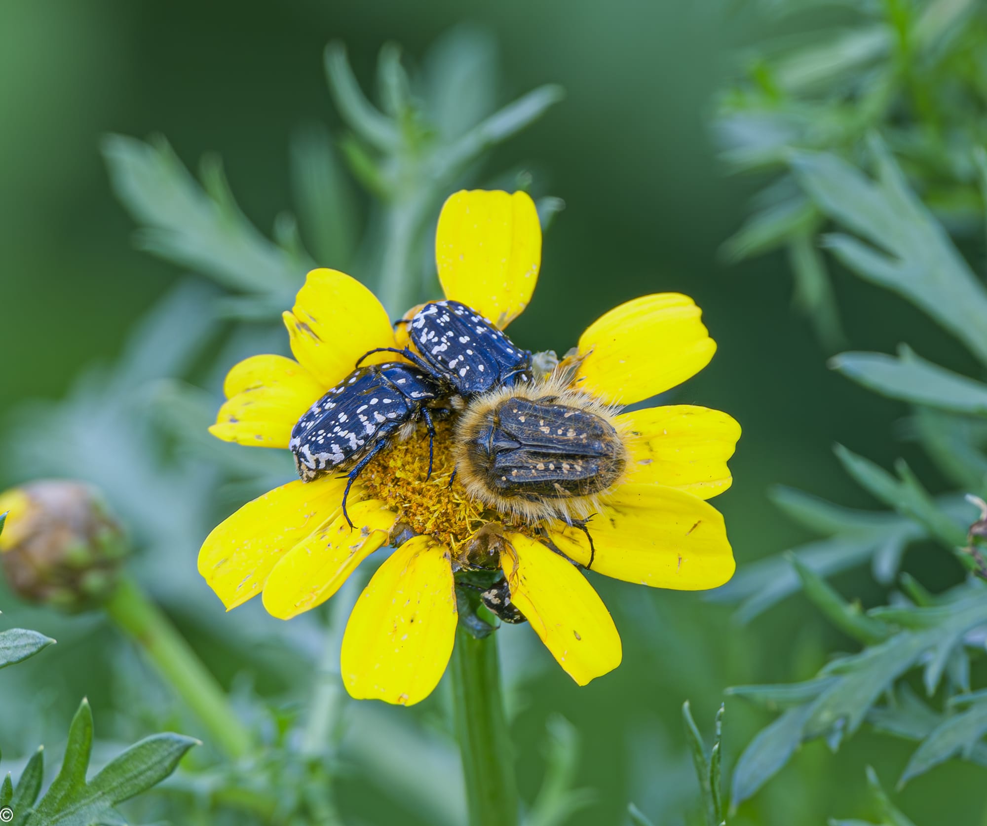 יונקים וחיות אחרות, מהארץ והעולם