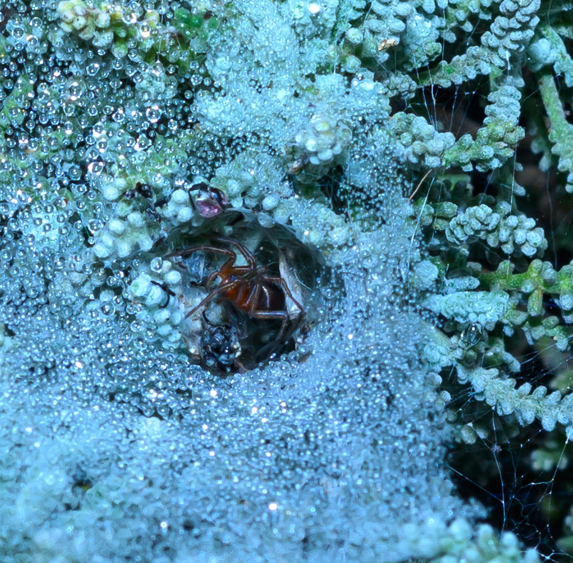 יונקים וחיות אחרות, מהארץ והעולם
