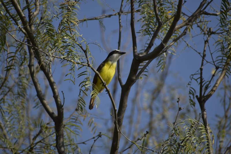 Proyectos de conservación de la biodiversidad naturales y urbanos
