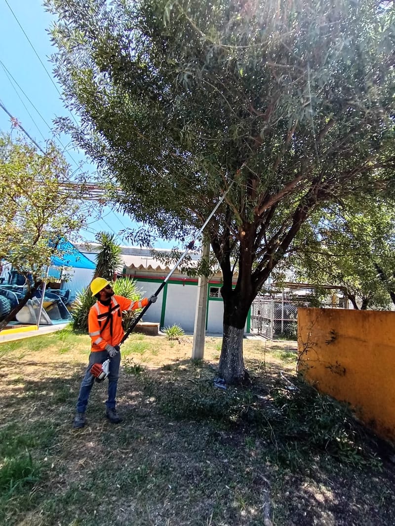 Programa de Mantenimiento sostenible del arbolado