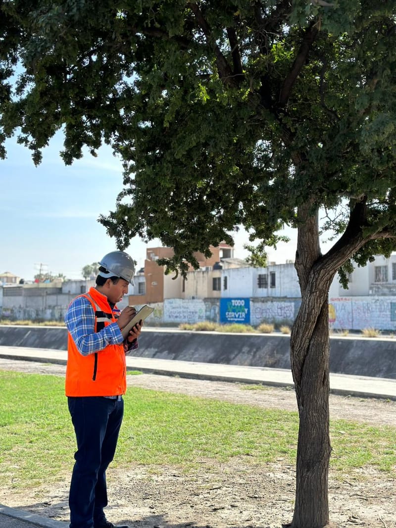 Dictamen técnico de arbolado urbano