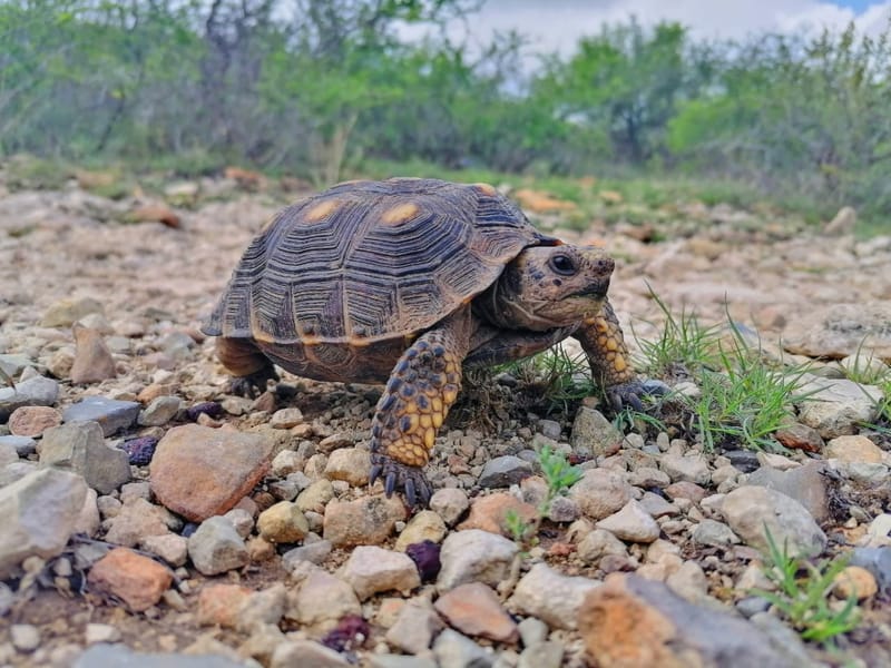 Seguimiento a condicionantes ambientales en Materia de Impacto Ambiental