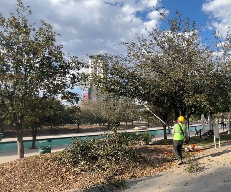 Podas sanitarias y corrección estructural de arbolado