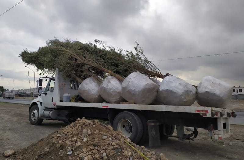 Suministro de arbolado