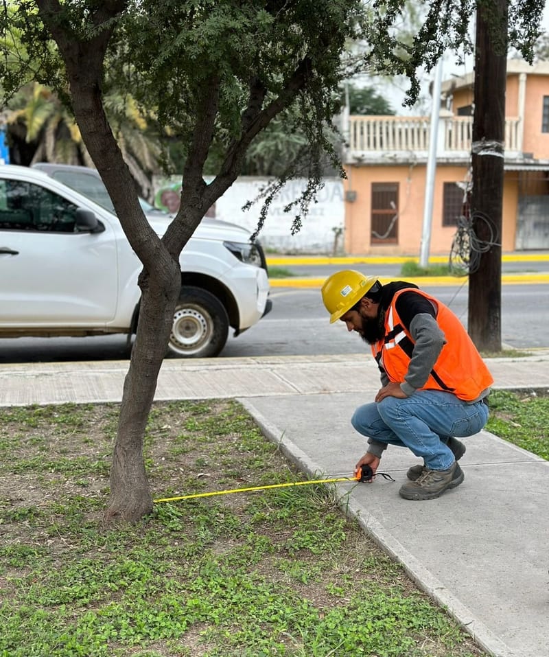 Análisis de salud y riesgos del arbolado