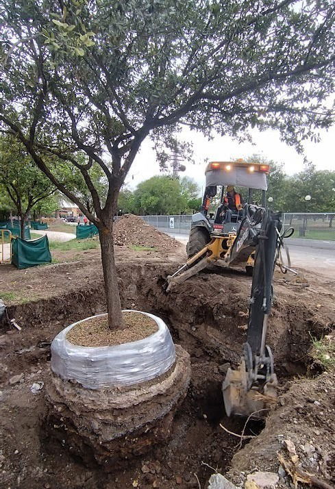 Trasplante  de arbolado urbano