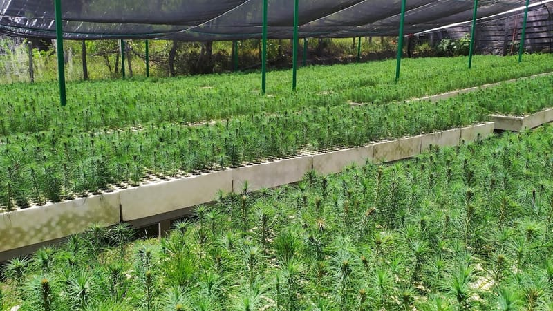 Proyectos de reforestación