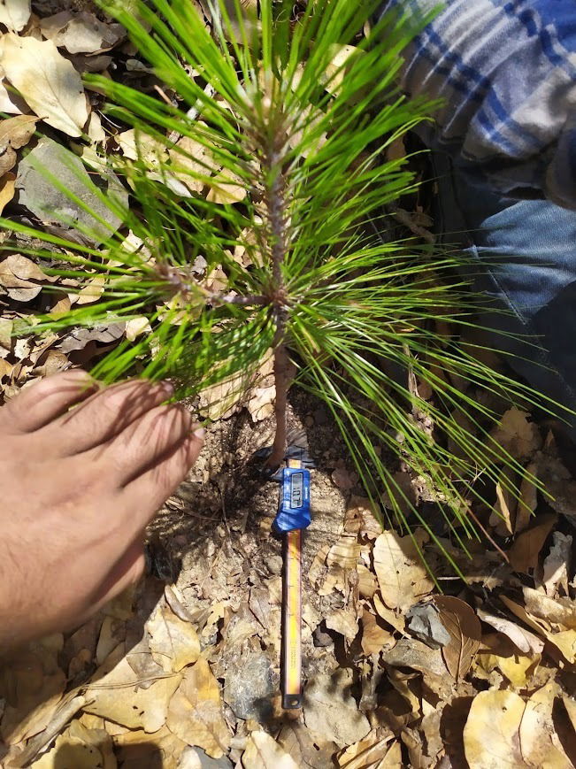 Proyectos de restauración ecológica