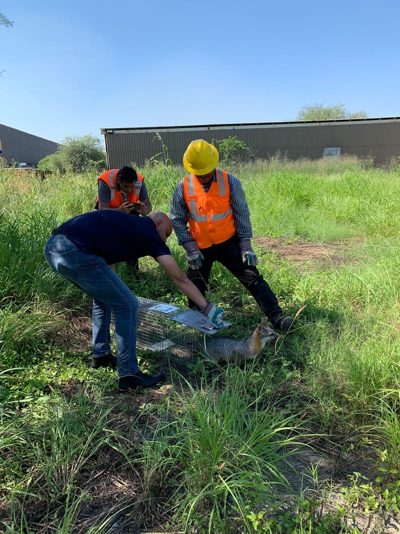 Rescate y Reubicación de Fauna