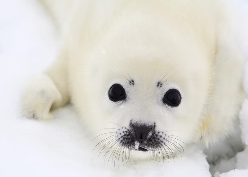 All About Harp Seals