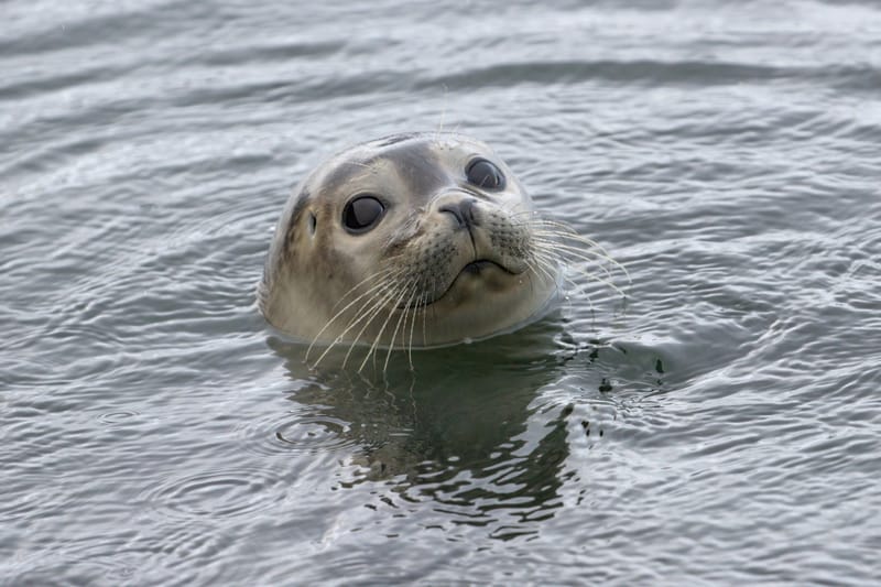 All About Harbor seals