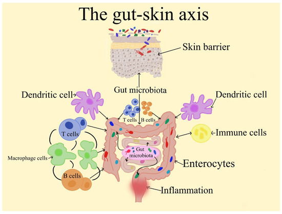 THE GUT-SKIN CONNECTION: WHY YOUR SKIN REFLECTS YOUR METABOLIC HEALTH