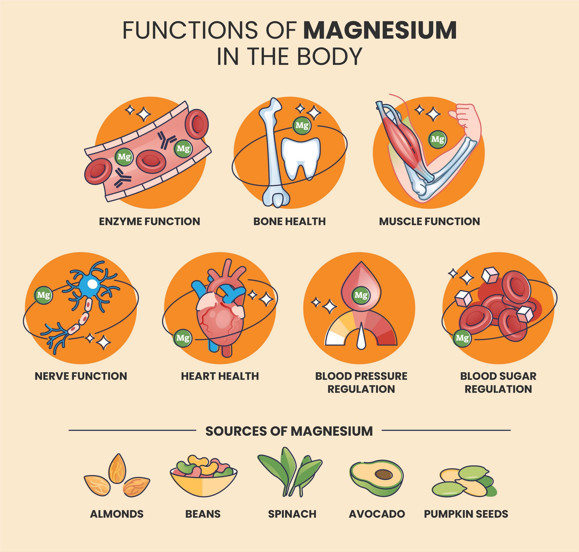 Magnesium: The Mineral Your Body Uses Everywhere