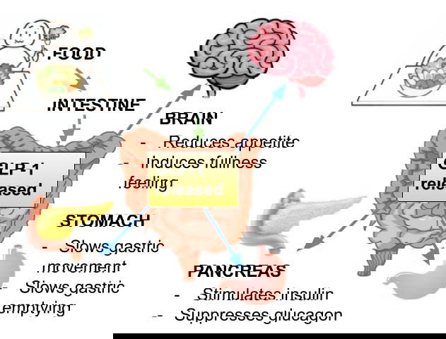THE GLP-1 EFFECT: WHY BLOOD  SUGAR CONTROL IS THE NEW ANTI-AGING STRATEGY