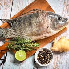 سمك بلطي فريش