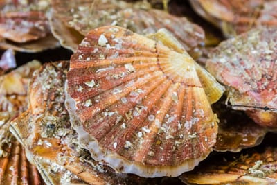 La coquille Saint-Jacques : un trésor de la mer