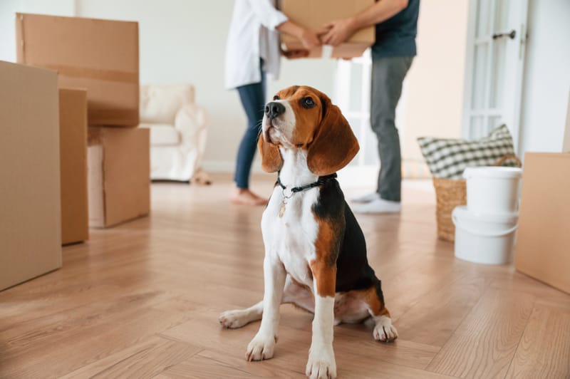 Move-In and Move-Out Cleaning