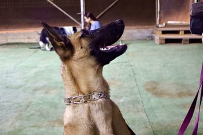 סוגי קולרים ומה תפקידם?