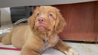 גמילת גור מצרכים