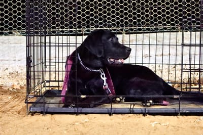 הכל על -כלוב אילוף