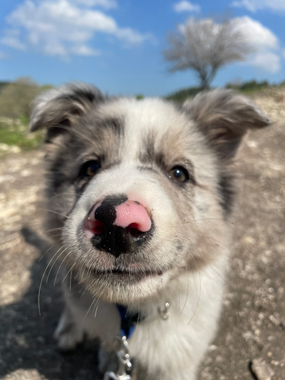 חינוך גורים כל מה שרציתם לדעת