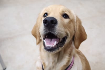 בעיות התנהגות בכלבים