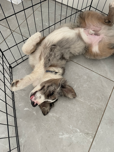 איך לבחור את הגור המתאים לנו