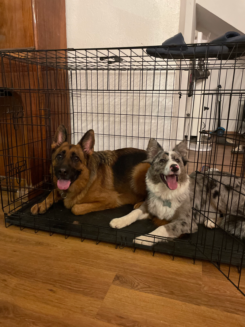 אילוף בבית הלקוח