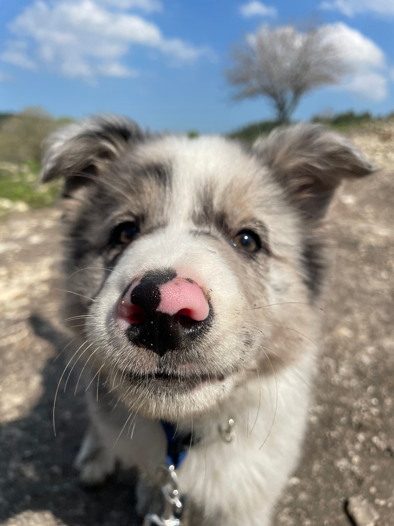 אילוף וחינוך גורים