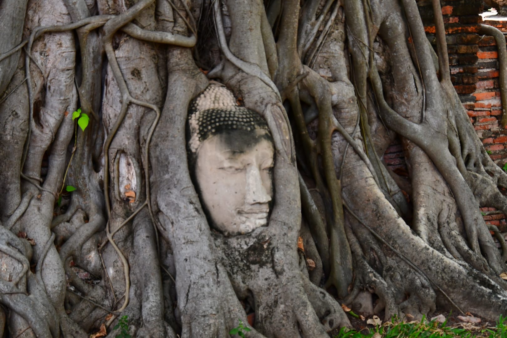 Wat Mahathat : Le Temple du Bouddha Enraciné à Ayutthaya