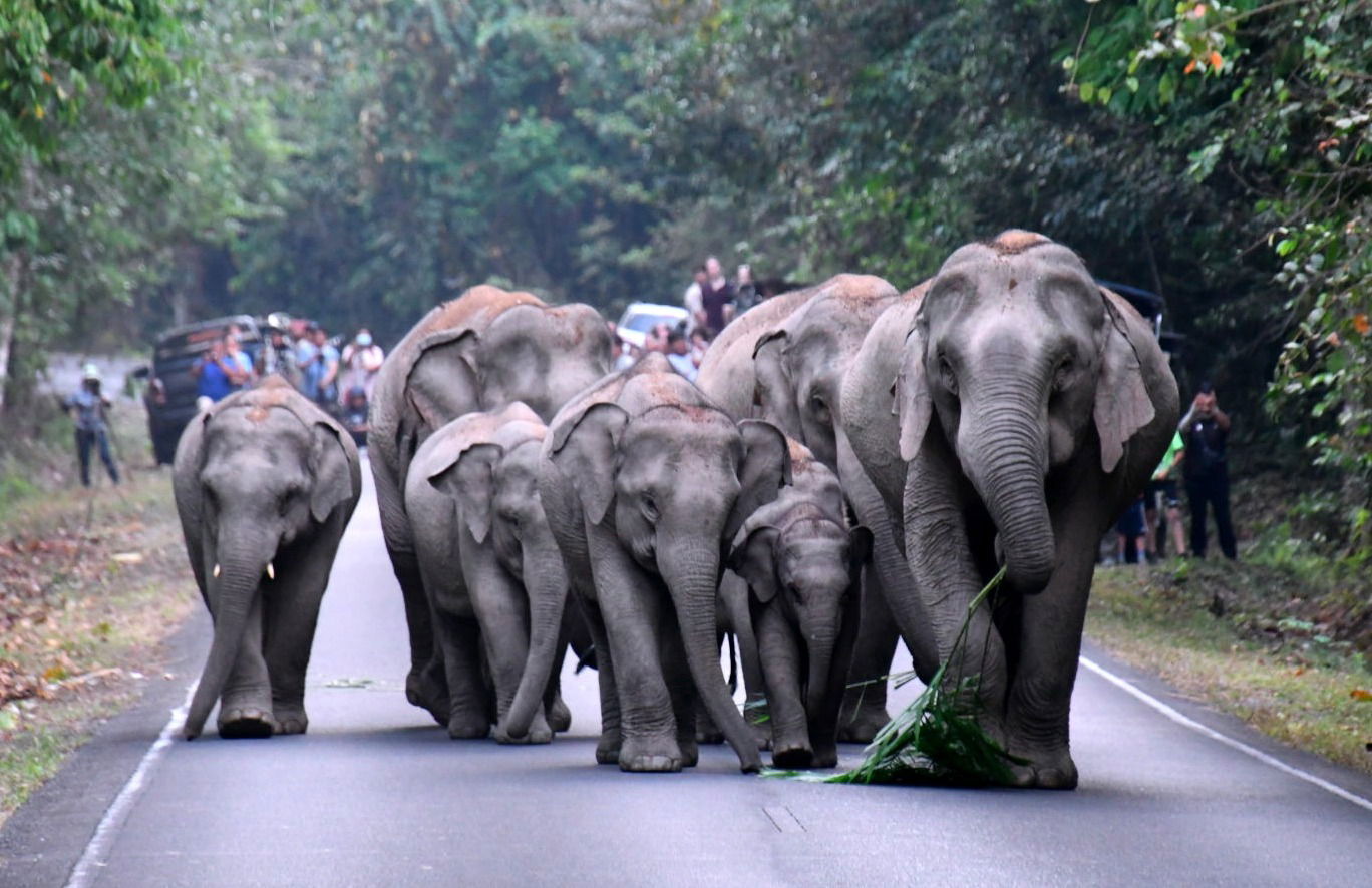 Greenleaf Guesthouse & Tour : Une Aventure dans Khao Yai National Park