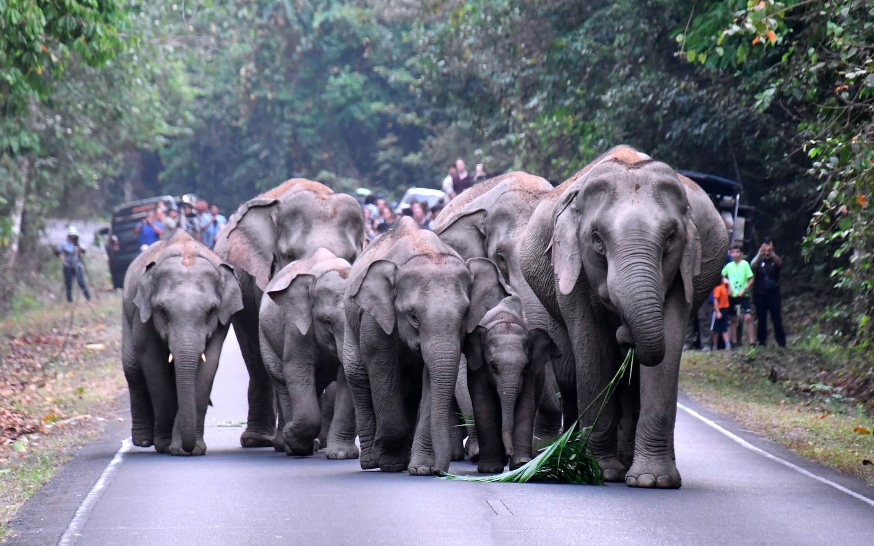 Khao Yai National Park : Un Joyau de la Nature en Thaïlande