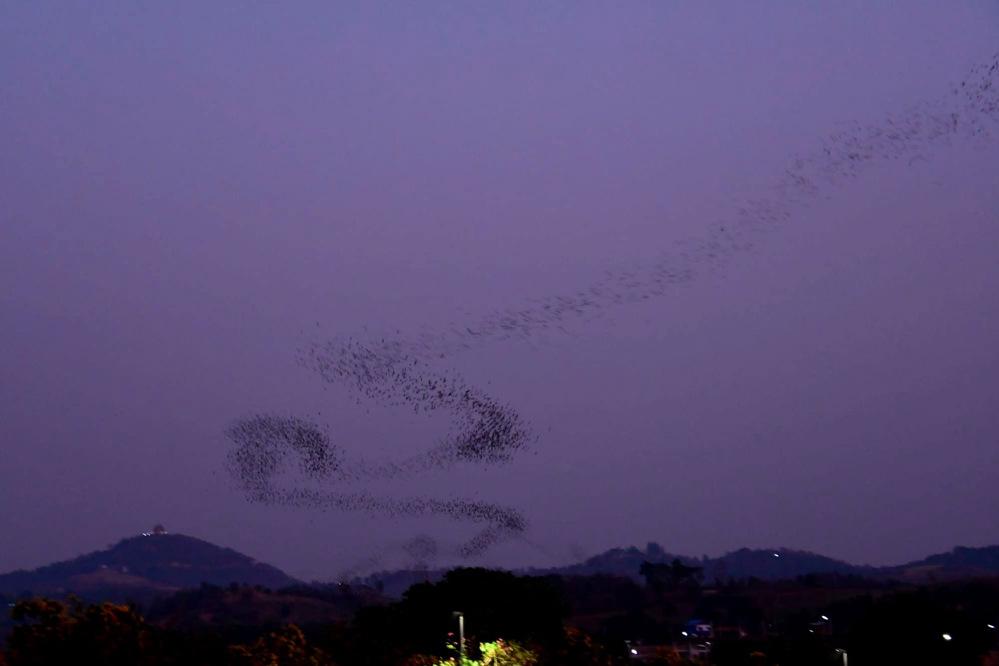 La Bat Cave de Khao Yai : Un Spectacle Naturel Étonnant