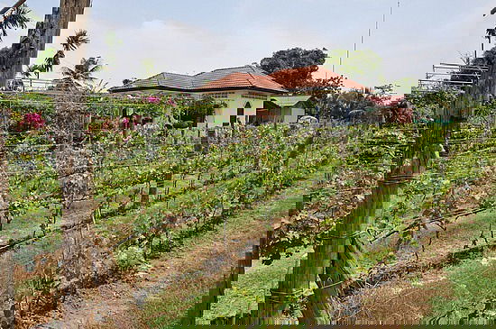 Le vignoble de Phnom Banan : une dégustation inattendue au Cambodge