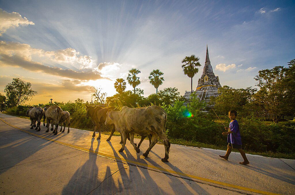 Wat Phu Khao Thong : La Montagne Dorée d'Ayutthaya