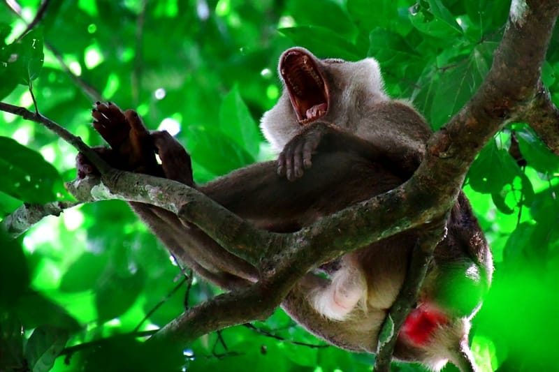 27/02/2024 - A la recherche des éléphants sauvages de Khao Yai